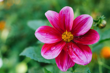 A bright pink purple dahlia flower grows in a summer garden. Copy space