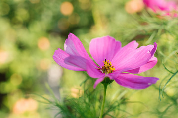 Obraz premium A bright pink purple cosme flower grows in a summer garden.