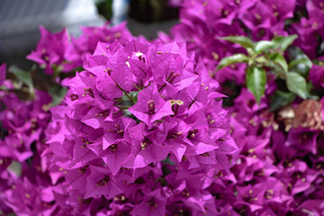 Fototapeta premium purple flowers in the garden