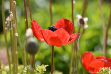 Fototapeta premium Poppy_Flower