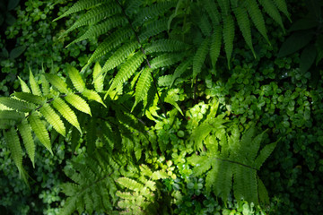 Naklejka na ściany i meble Sunlight on fern leaves. Green foliage leaves in garden.
