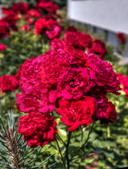 Rosenblüten, rot als Bukett