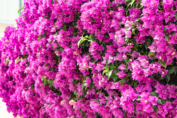 Pink fence summer fence from Spain-Gandia