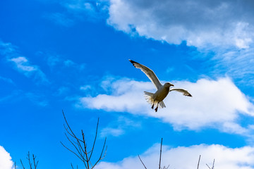 Flying European herring gull (Larus argentatus) in British park - Chichester, West Sussex, United Kingdom