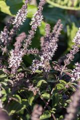 Biene an Blüte von Basilikum im Hochbeet
