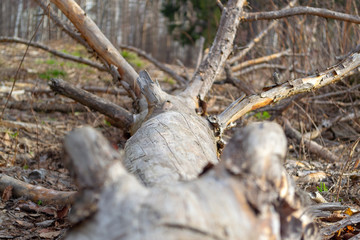 Dry trunk of felled tree with branches