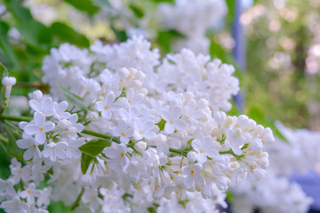 White Lilac shrub flower blooming in spring garden. Lilac Syringa vulgaris bush