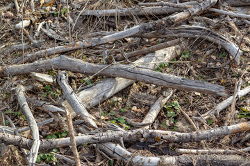 Dry branches and fallen tree trunks on the ground