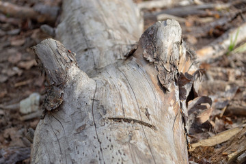 Dry trunk of felled tree with branches