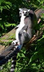 ring-tailed lemur wildlife 