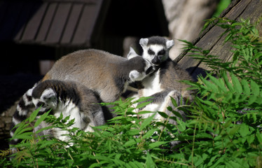 ring-tailed lemur wildlife 