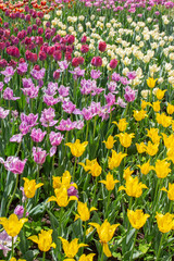 Beautiful bright spring garden tulips. Multi-colored flowers flowerbed with tulips. Plantation varietal tulips of different colors. Garden flowers nature
