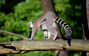 ring-tailed lemur wildlife 
