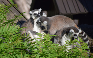 ring-tailed lemur wildlife 