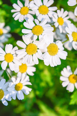 Fototapeta premium Medicine chamomile flowers. Aromatherapy by herbs camomile daisy flowers