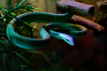 Ahaetulla prasina (0.1 - female) . It feeds on small birds, frogs, lizards, and small rodents. Tree snake. Exotic animals in the human environment. Snake on a dark background. Jade Vine Snake