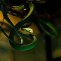Ahaetulla prasina (0.1 - female). Jade Vine Snake. It feeds on small birds, frogs, lizards, and small rodents. Tree snake. Exotic animals in the human environment. Snake on a dark background.
