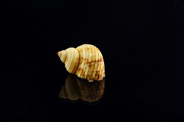 Big sea Snail shell on black reflective studio background.