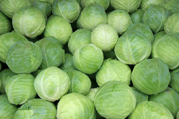 Fototapeta na wymiar Fresh cabbage from farm field. Vegetarian food concept.