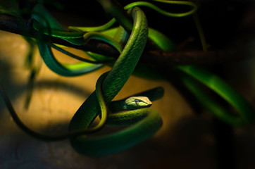 Ahaetulla prasina (0.1 - female). Jade Vine Snake. It feeds on small birds, frogs, lizards, and small rodents. Tree snake. Exotic animals in the human environment. Snake on a dark background.