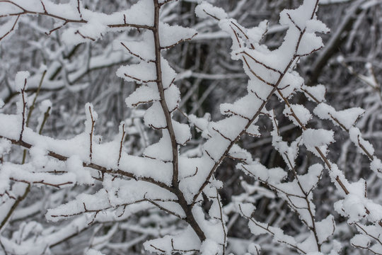 duenne aeste mit schneeschicht