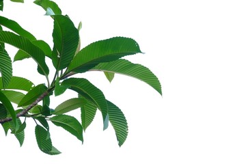 Top view elephant apple tree with leaves branches and sun light growing in a garden on white isolated background for green foliage backdrop 