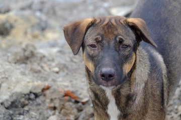 Close up a Thai black dog standing on the ground floor in outdoor area 