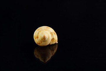 Big sea Snail shell on black reflective studio background.