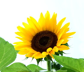Fototapeta premium Sonnenblume isoliert vor hellen Hintergrund