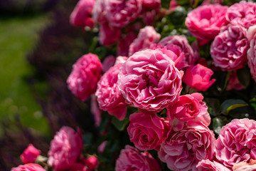 beautiful rose garden with multicolored roses