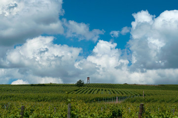 Fototapeta na wymiar Growing vines under blue skies. Landscape with vineyard and beautiful sky with white clouds
