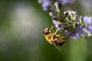 Nahaufnahme Biene auf Lavendel Blüte