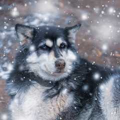 Portrait of a serious husky dog in winter with snowflakes