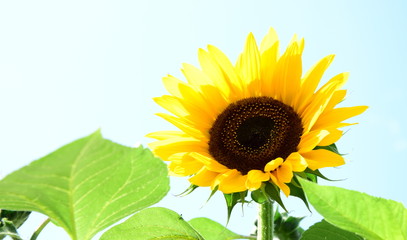 Sonnenblume isoliert vor hellen Hintergrund