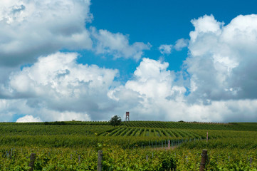 Fototapeta premium Growing vines under blue skies. Landscape with vineyard and beautiful sky with white clouds