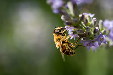 Nahaufnahme Biene auf Lavendel Blüte