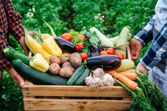 Man's hands and women holding wooden crate full of vegetables from organic garden. Harvesting homegrown produce