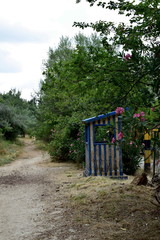 Fototapeta premium trees and flowers in the forest