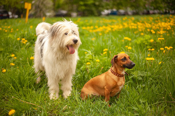 Pets. Dogs for a walk. Your favorite. Dachshund on the lawn. Big white shaggy dog. Care and care for the beasts.