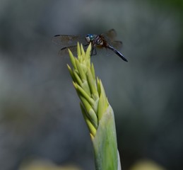 Dragonfly on a plant