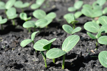  close-up of watermelon sprouts growing in the vegetable garden as a seedlings for   planting