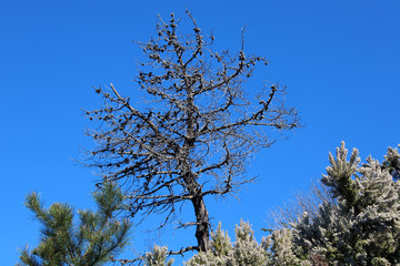 Albero secco con groviglio di rami pigne e cielo