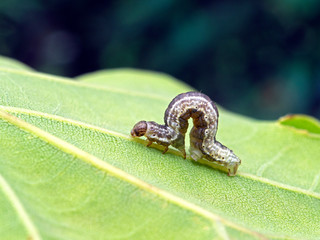 Purple and white Geometrid  caterpillar (looper or inchworm) crawling forward in characteristic...