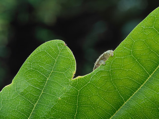 Geometrid  caterpillar (looper or inchworm) hiding behind a green leaf with just rear prolegs showing