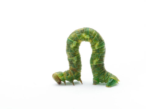 Green Geometrid  caterpillar (looper or inchworm) crawling forward in characteristic looping movement, isolated