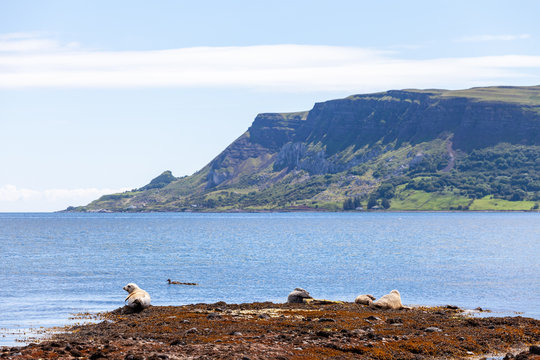 Seals near Waterfoot
