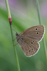 Ringlet (Aphantopus hyperantus) is a butterfly in the family Nymphalidae.