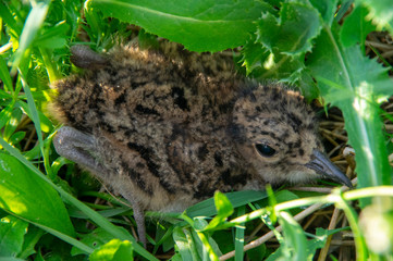 Little partridge hide in the grass