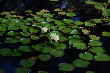 Water Lily Pond