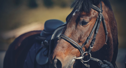 Portrait of a sporty saddled horse in a bridle. Equestrian sport.